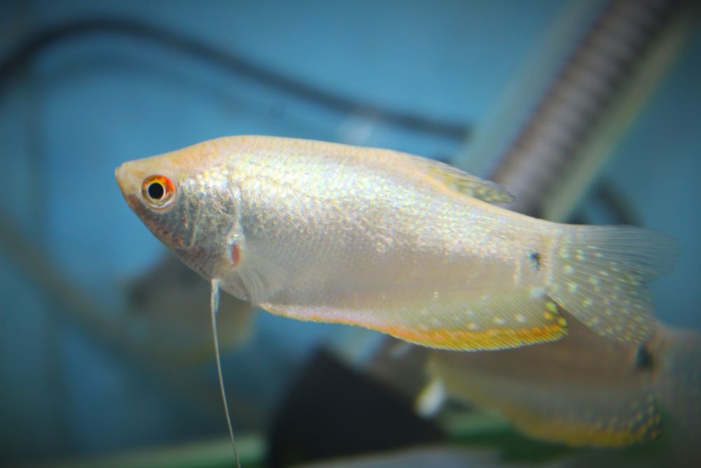 gourami fish in the aquarium 2023 11 27 04 56 06 utc