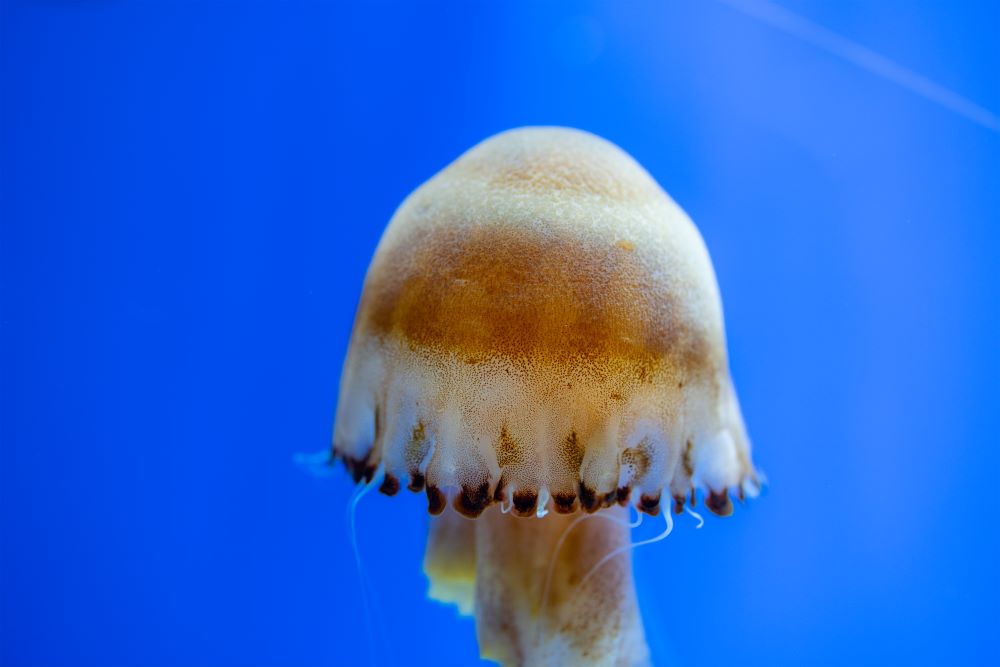 jelly fish swim in water tank over the blue backgr 2023 11 27 04 56 25 utc