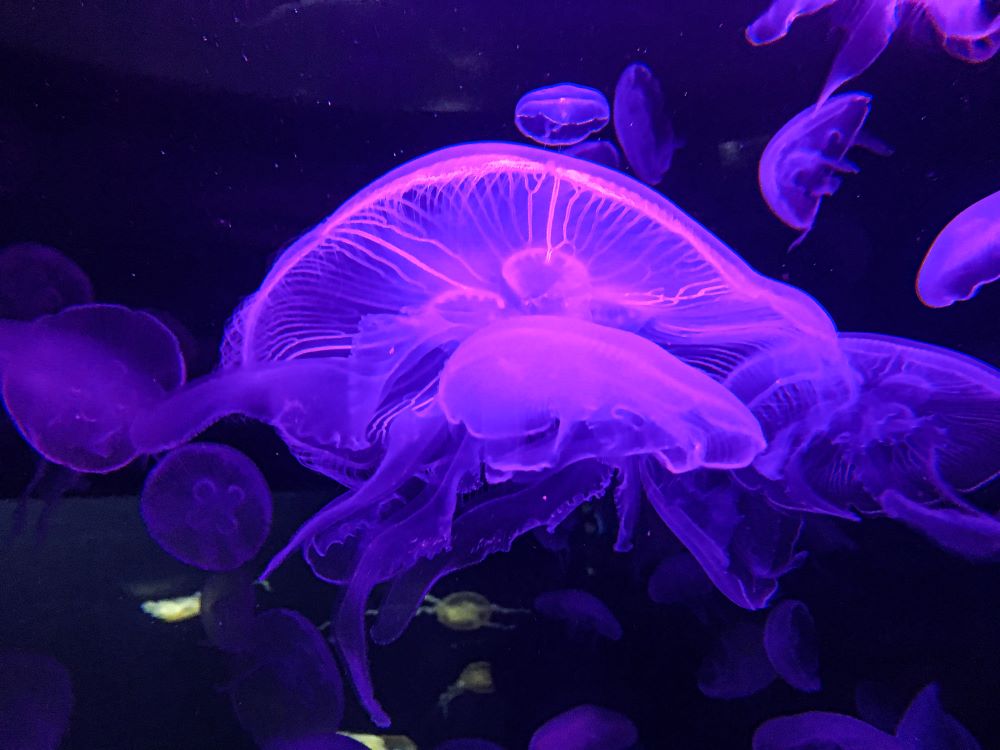 jellyfish glowing with purple light 2023 11 27 04 50 23 utc