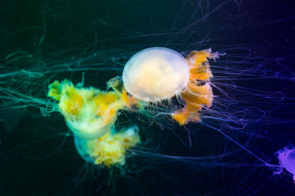 jellyfishes swim under the water 2023 11 27 05 17 44 utc