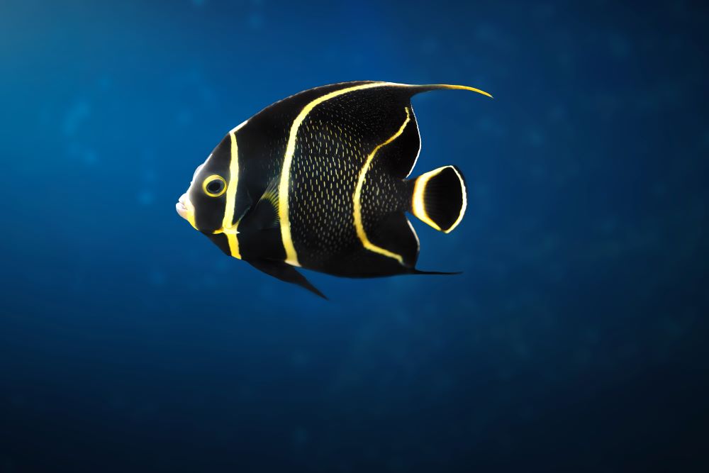 juvenile french angelfish pomacanthus paru mar 2024 03 05 17 08 10 utc
