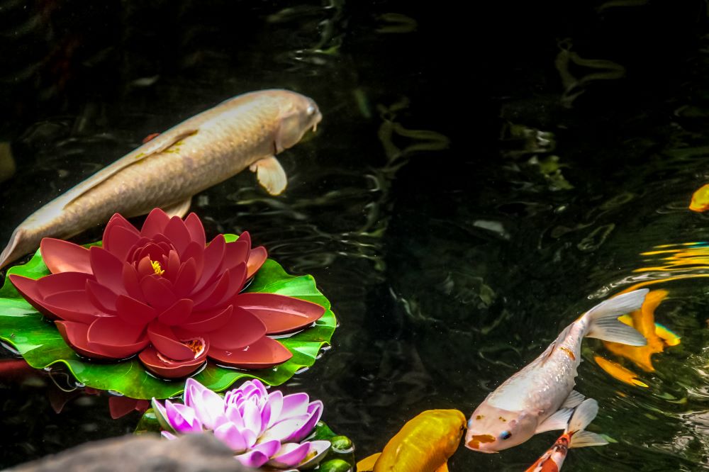 koi fish and flowers in a pond 2023 11 27 05 25 41 utc