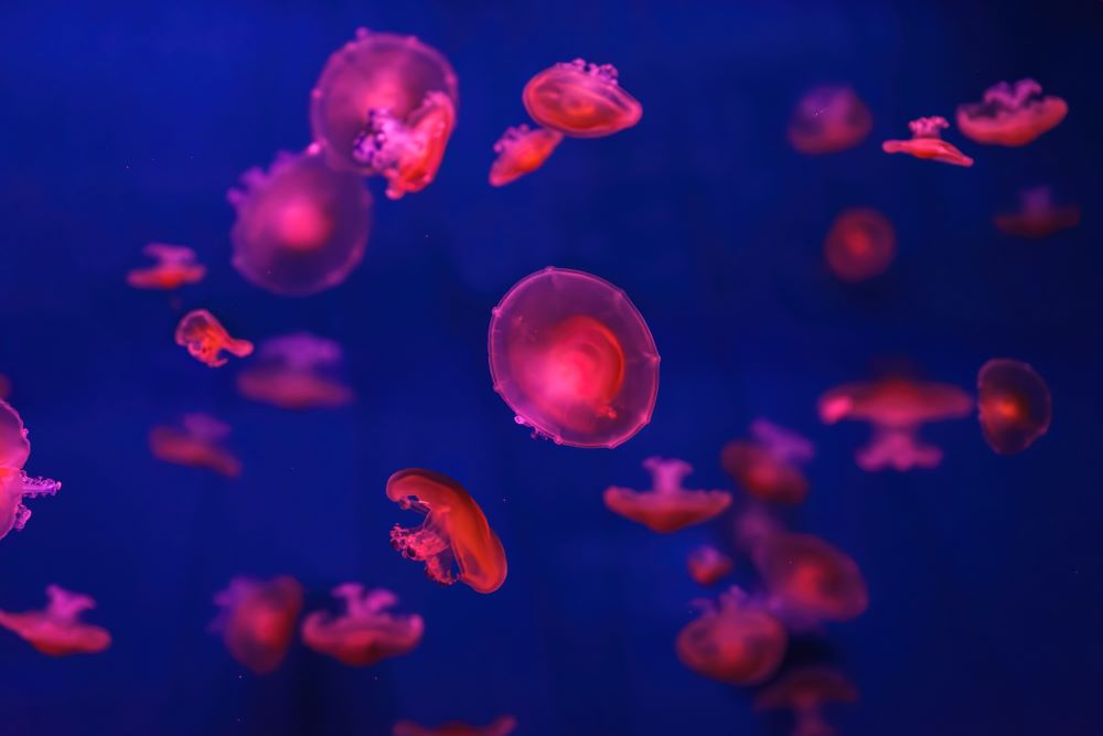 mediterranean jellyfish cotylorhiza tuberculata o 2024 04 03 17 20 11 utc