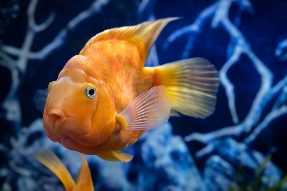orange parrot fish in the aquarium red parrot cic 2023 11 27 05 37 27 utc