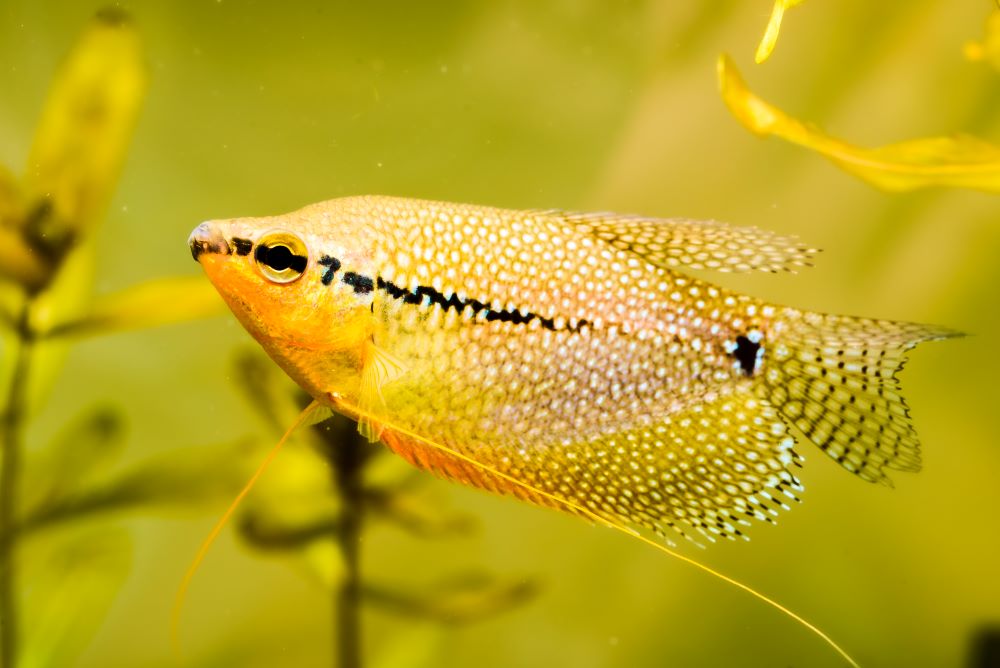 pearl gourami trichopodus leerii freshwater aquari 2023 11 27 05 14 12 utc