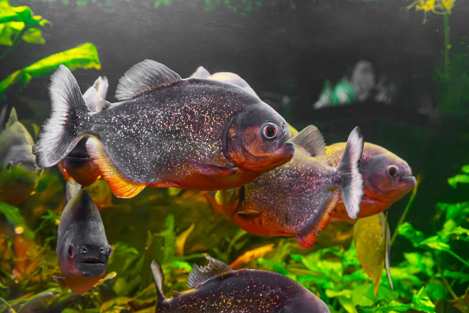 100+ Weirdest Fish Names Ever - The Ultimate List - FishLab