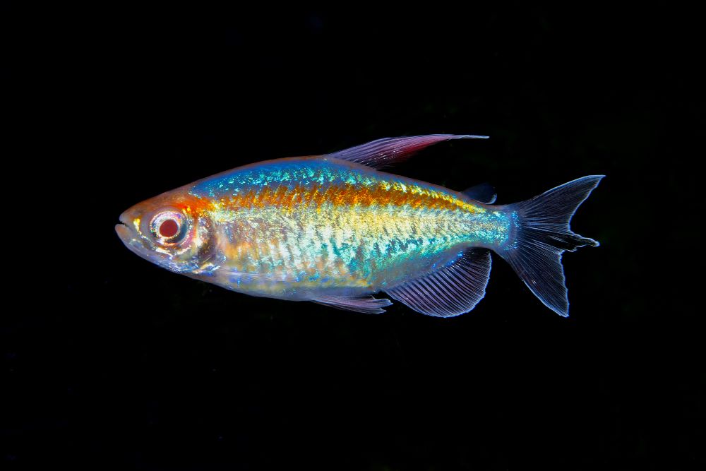portrait of aquarium fish congo tetra phenacogr 2023 11 27 04 56 46 utc