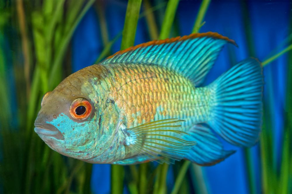 portrait of cichlid fish andinoacara sp 2023 11 27 05 32 31 utc