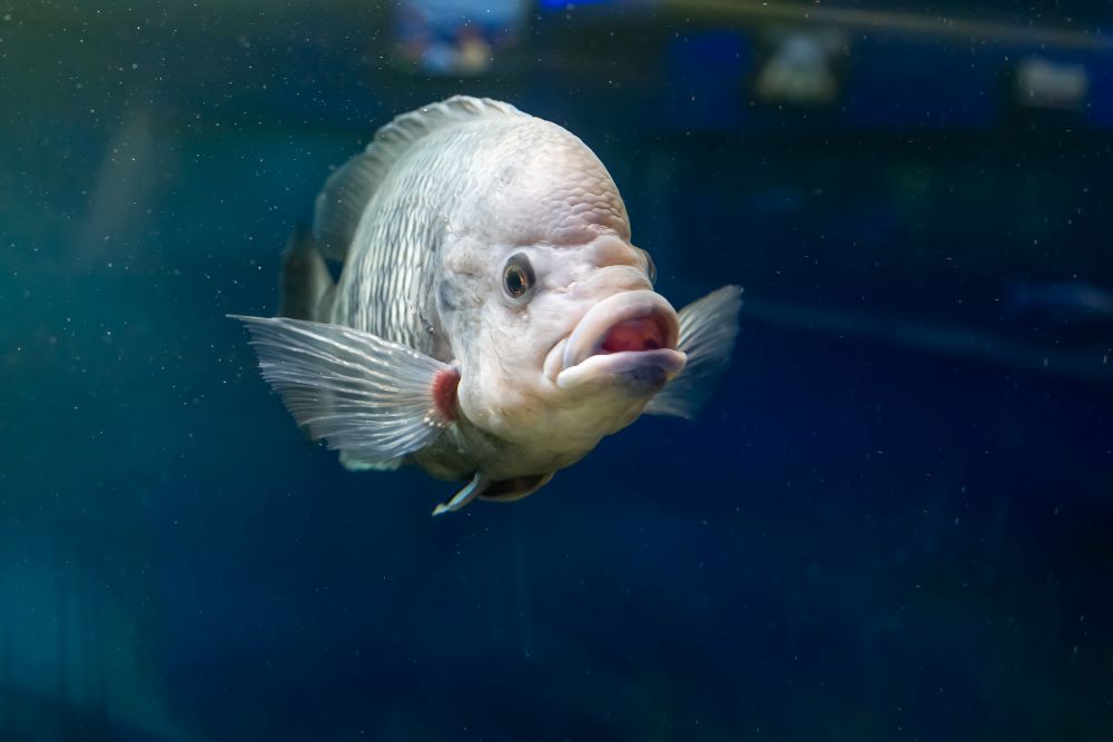 real gourami fish swim in a transparent aquarium 2023 11 27 05 10 57 utc