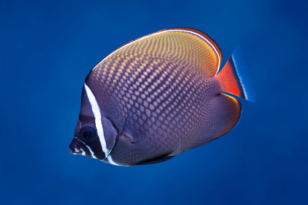 redtail butterflyfish 2023 11 27 05 25 48 utc