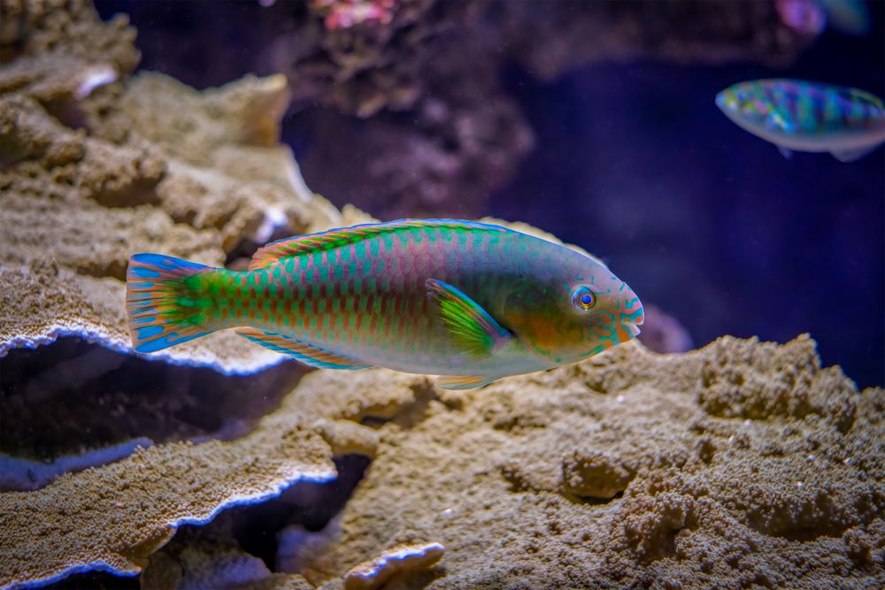 scarus quoyifish quoy 39 s parrotfish underwater 2023 11 27 05 17 22 utc