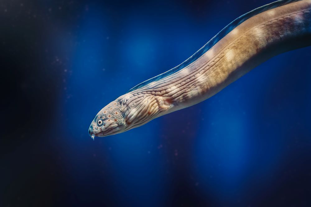 sharptail snake eel myrichthys breviceps under 2023 11 27 14 34 13 utc