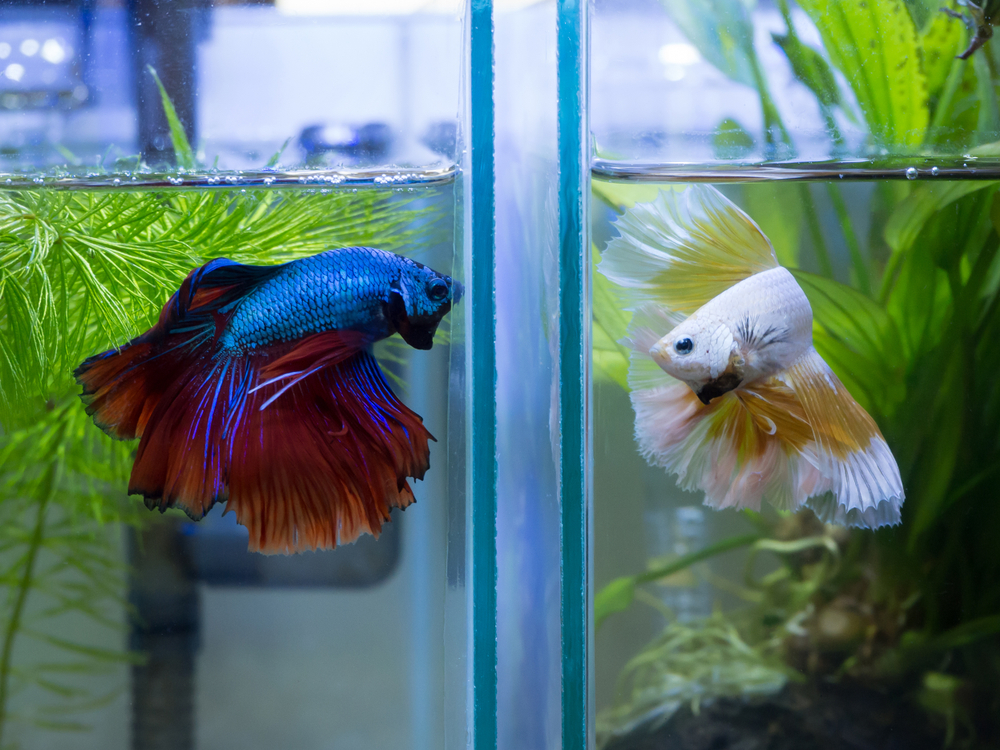 Can Male and Female Betta Live Together
