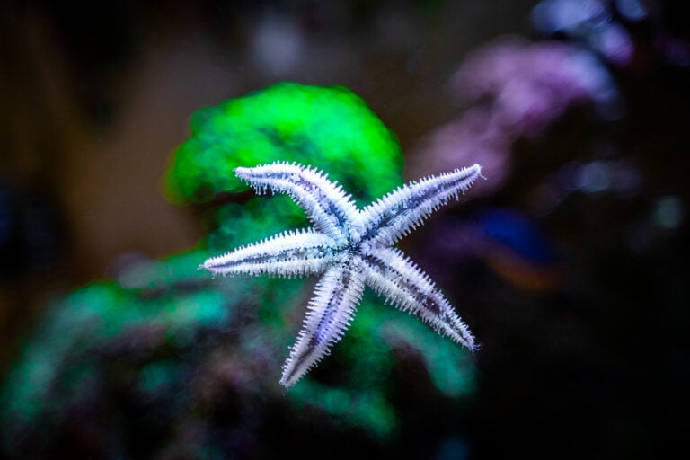100+ Weird Fish Names - The Ultimate List | FishLab