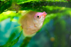 100+ Weirdest Fish Names Ever - The Ultimate List - FishLab