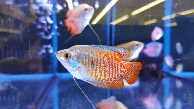 100+ Best Colorful Fish Names - The Ultimate List | FishLab
