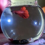Can Betta Fish Survive in Tap Water
