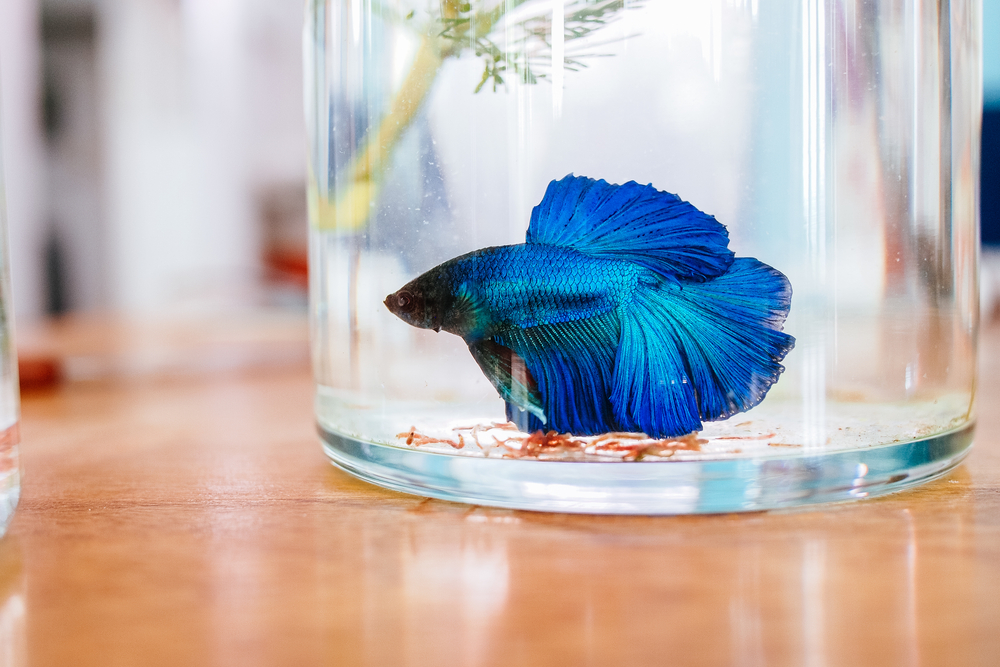 Can Betta Fish Live in Tap Water