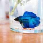 A blue betta fish in a jar.