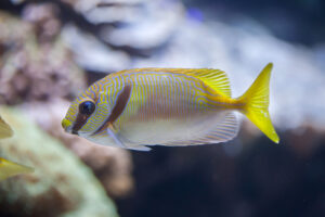 100+ Weirdest Fish Names Ever - The Ultimate List | FishLab