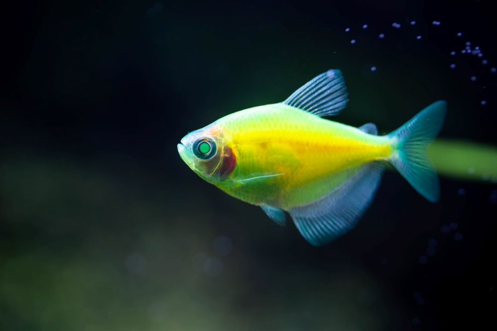 Best Green Fish Names