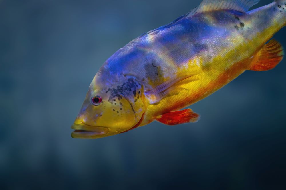 yellow peacock bass cichla kelberi freshwater 2024 03 05 17 07 09 utc