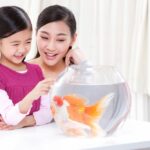What to Feed a Goldfish