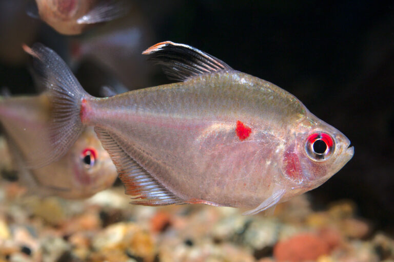 Good Fish Topic 100+ Good Fish Names - The Ultimate List | FishLab
