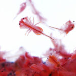 What to Feed Brine Shrimp