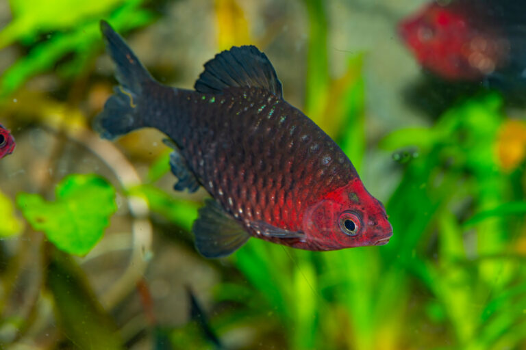 100+ Boy Fish Names - A Comprehensive Guide for Your Aquatic Companions ...