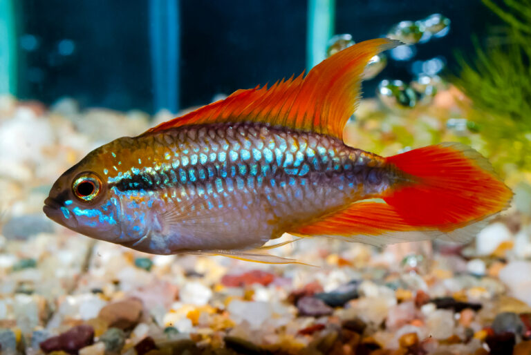 100+ Best Unique Fish Names - The Ultimate List | FishLab