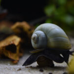 What Do Snails Eat in an Aquarium