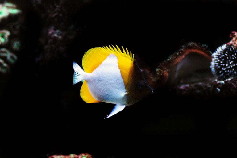 100+ Funny Fish Names - The Ultimate List | FishLab