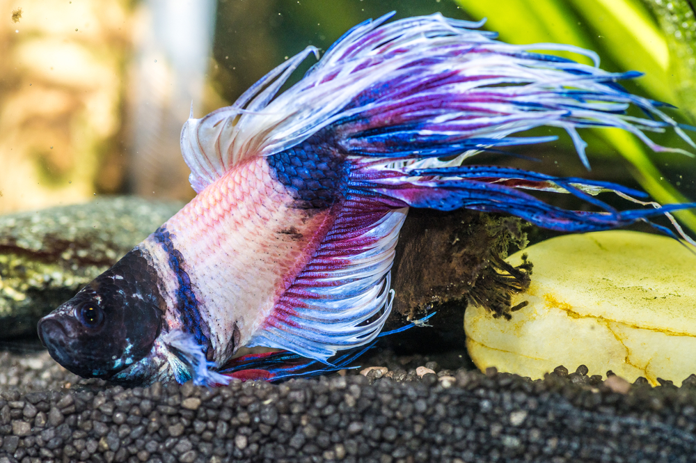 A closeup shot of sick betta fish in an aquarium.