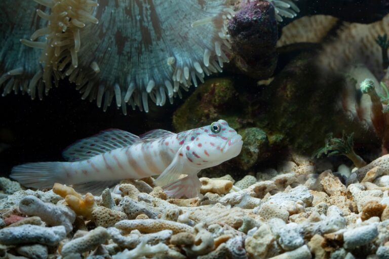 100+ Funny Fish Names - The Ultimate List | FishLab
