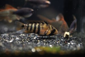 100+ Funny Fish Names - The Ultimate List | FishLab