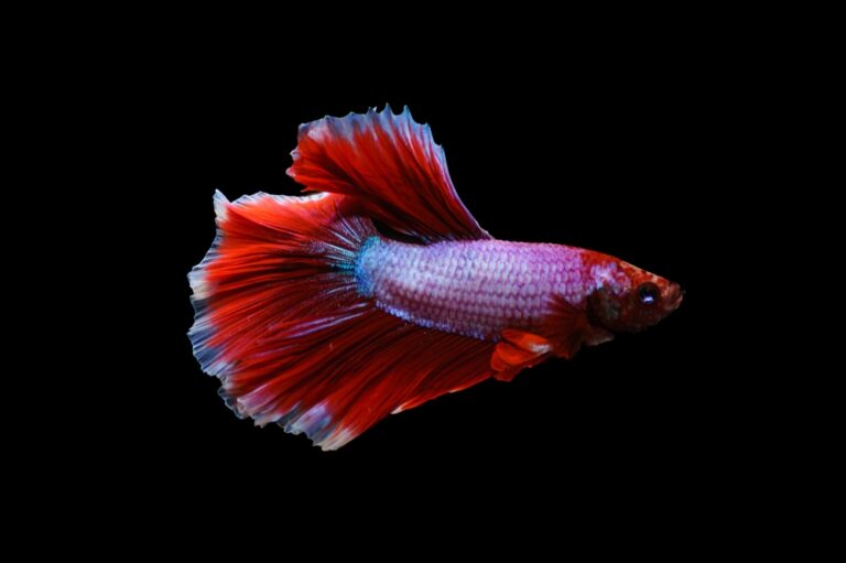 100+ Best PET Fish Names - The Ultimate List | FishLab
