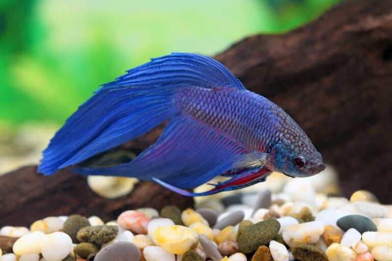 15 Best Fish For Small Tanks (With Pics!) | FishLab