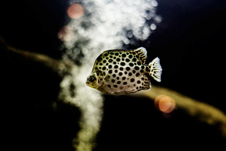 100+ Best PET Fish Names - The Ultimate List | FishLab