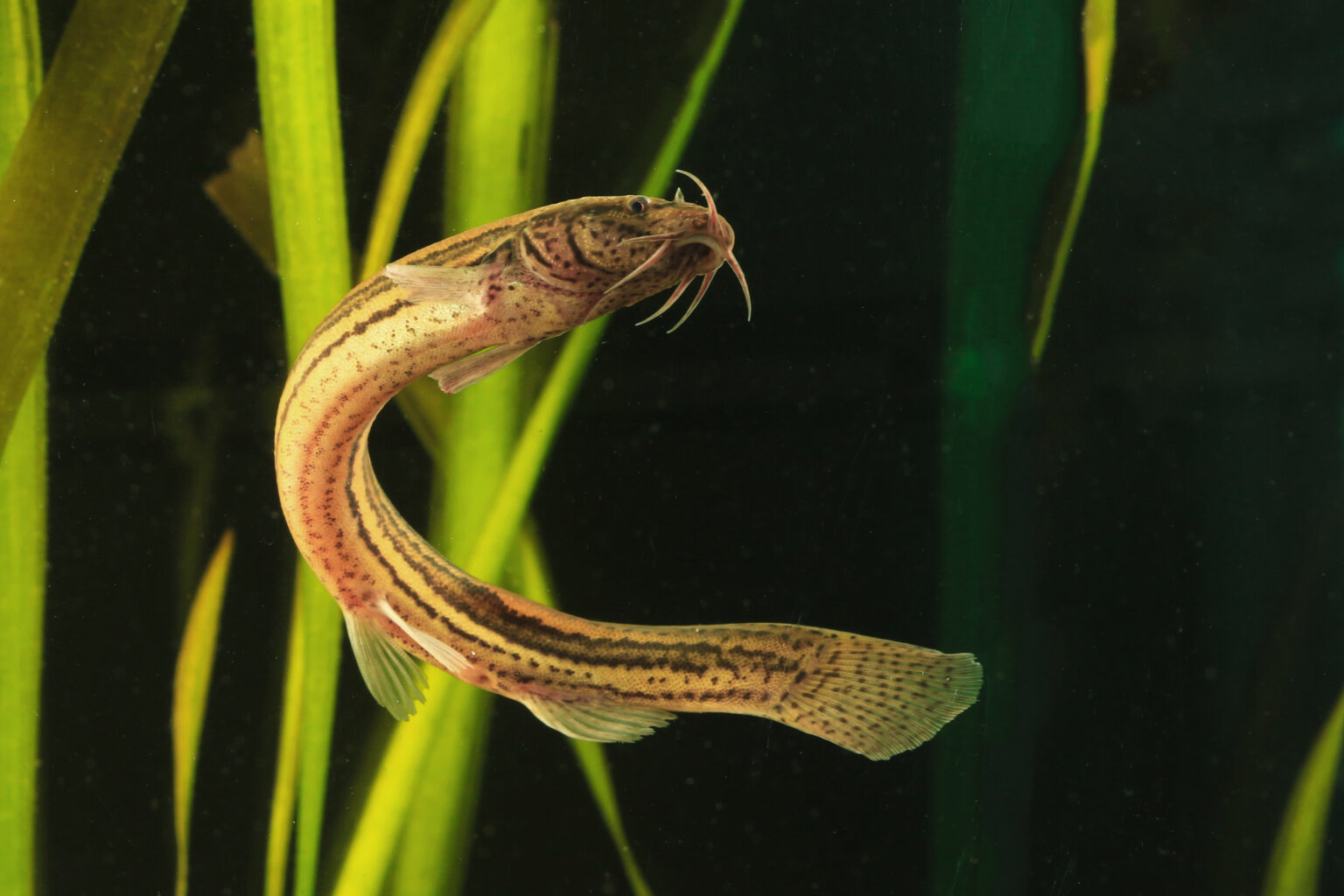 Pond Shellfish The 10 Best Pond Fish Ror A Healthy, Beautiful Backyard Ecosystem | FishLab