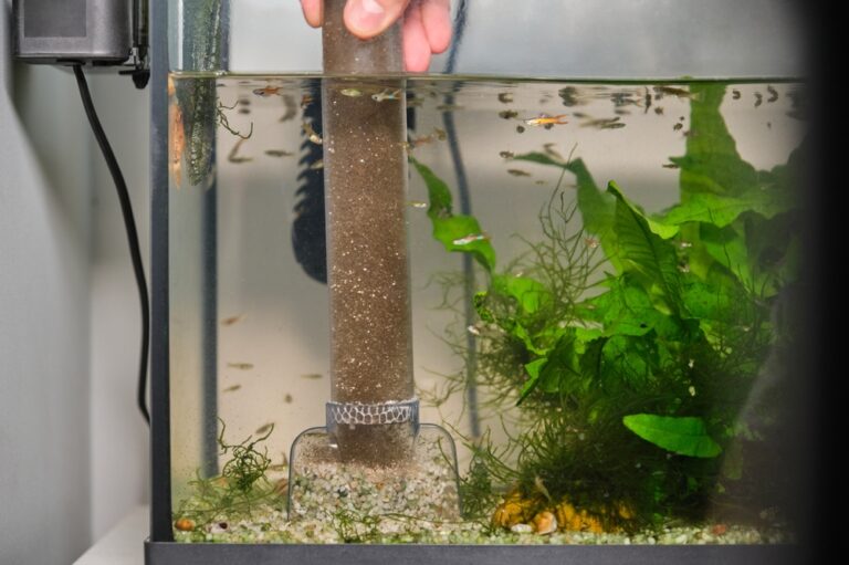 The Ultimate Guide To Algae Control: Why Algae Keeps Coming Back (And ...