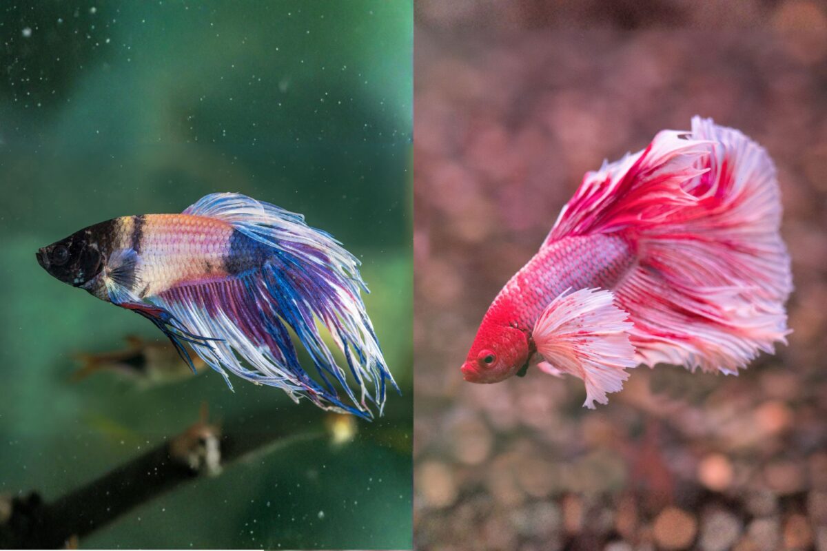 Split image showing sick Betta fish (left) and healthy Betta fish (right).