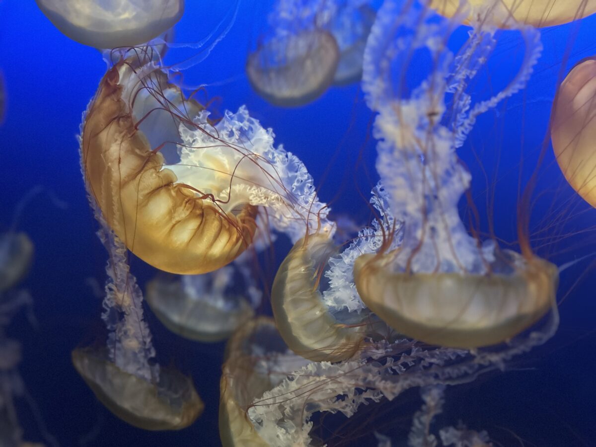 Several Pacific sea nettle jellyfish with golden-brown bells and long white oral arms drifting in a blue-lit aquarium.