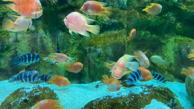 A group of fish swimming in an aquarium