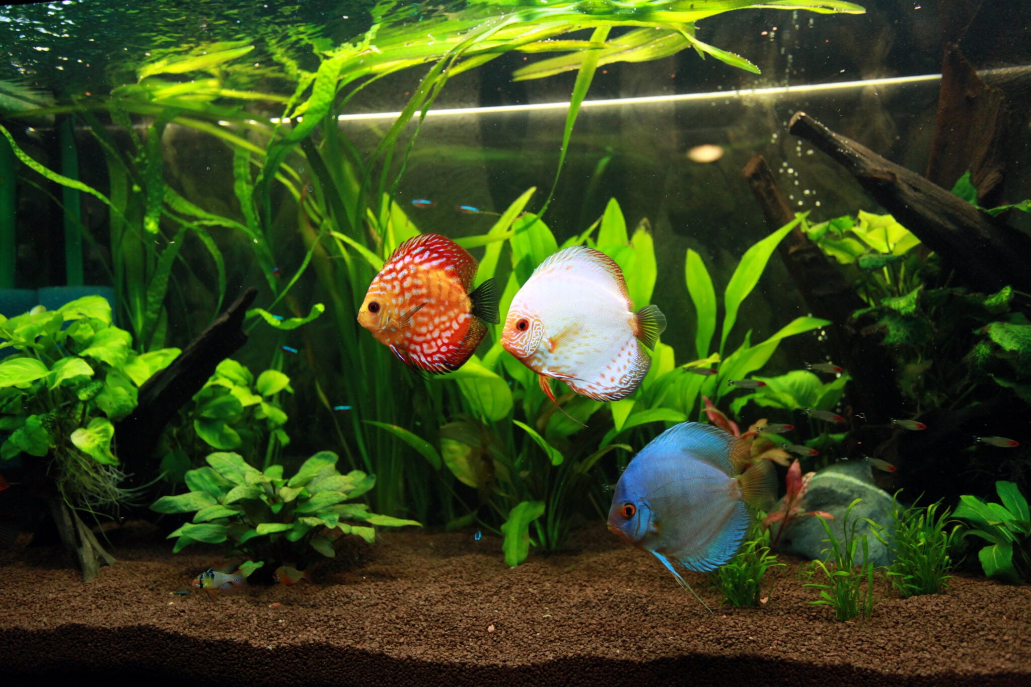 amazonian-aquarium-with-discus-fishes-stockpack-adobe-stock-2048x1365.jpg