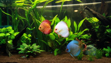 Amazonian aquarium with discus fishes
