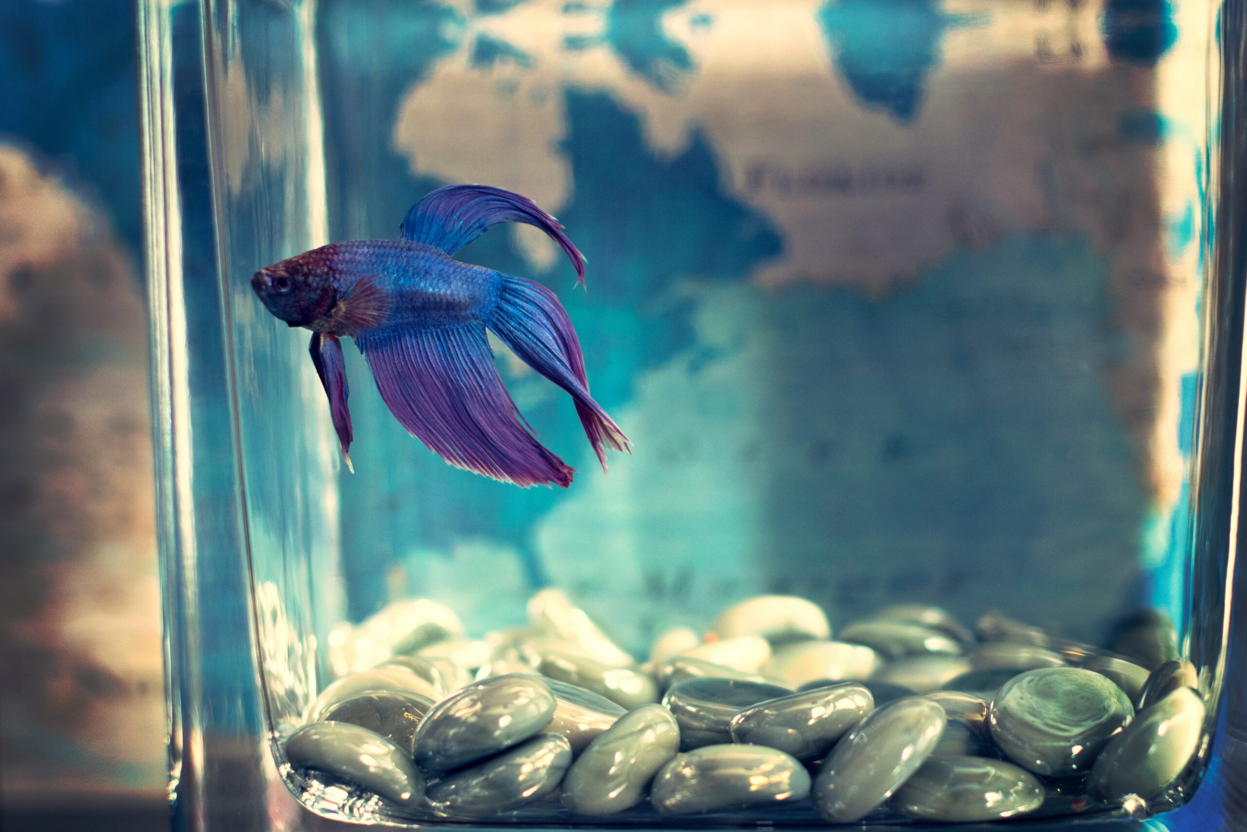 Blue and purple guppy fish swimming in aquarium