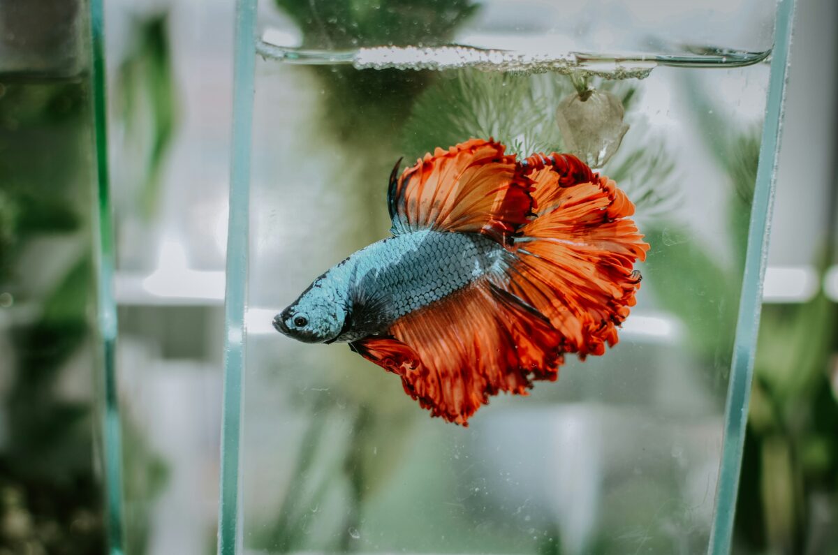 Bokeh shot of blue and orange fish.