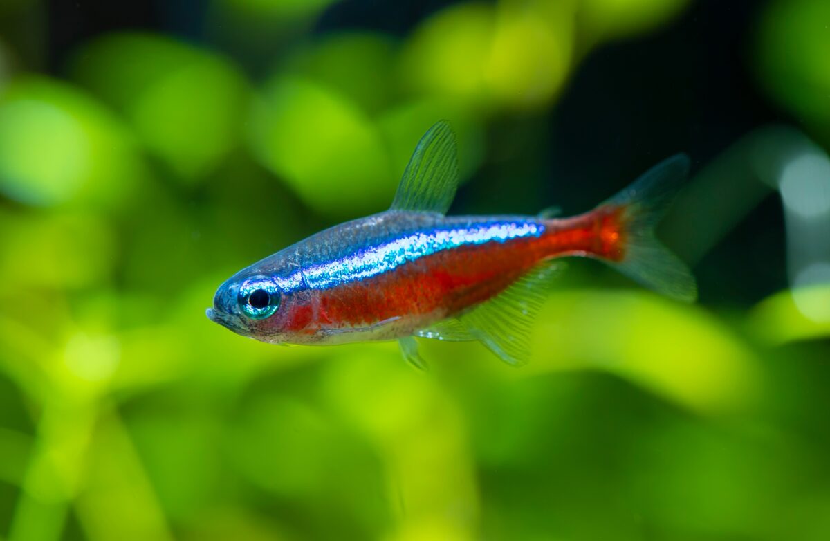 Cardinal Tetra Fish Swimming In Water