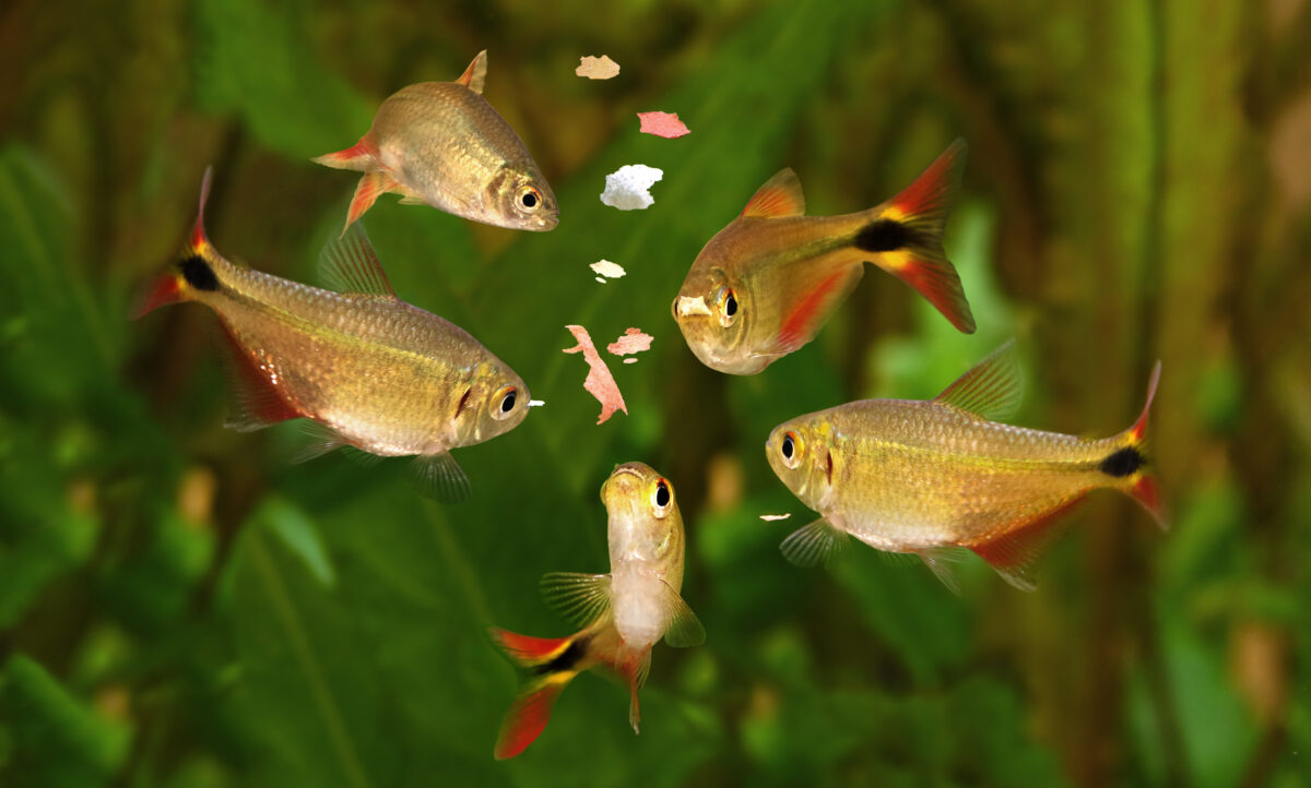 Feeding swarm of buenos aires tetra  fish flake food in aquarium.